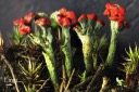 08 Vielfinger-Scharlachflechte - MH